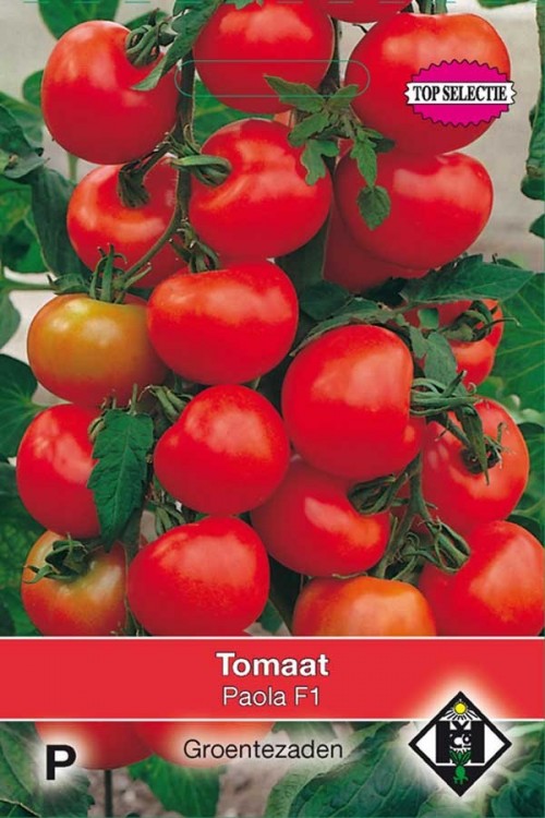 Paola F1 hybride tomaat zaden