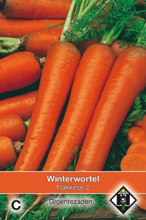 Flakkese 2 winter carrot seeds