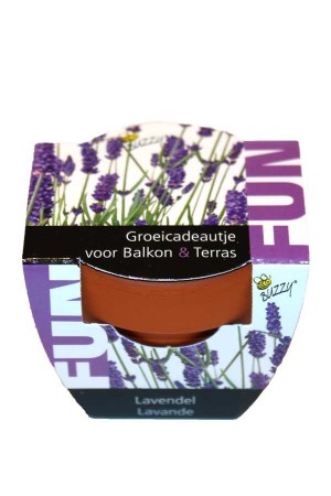  Mini Growing Gifts Lavender - FUN