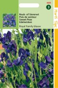 Royal Family blue Sweet pea Lathyrus seeds