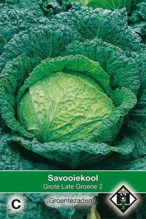 Savoy Cabbage Grote Late Groene 2