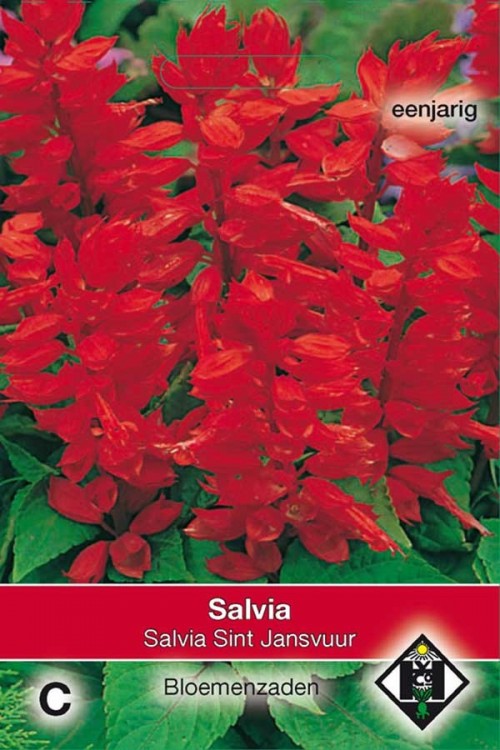 Sint Jansvuur Vuursalie Salvia splendens zaden
