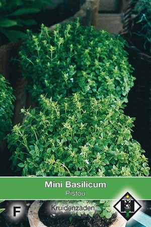Pistou - Mini Basilicum zaden