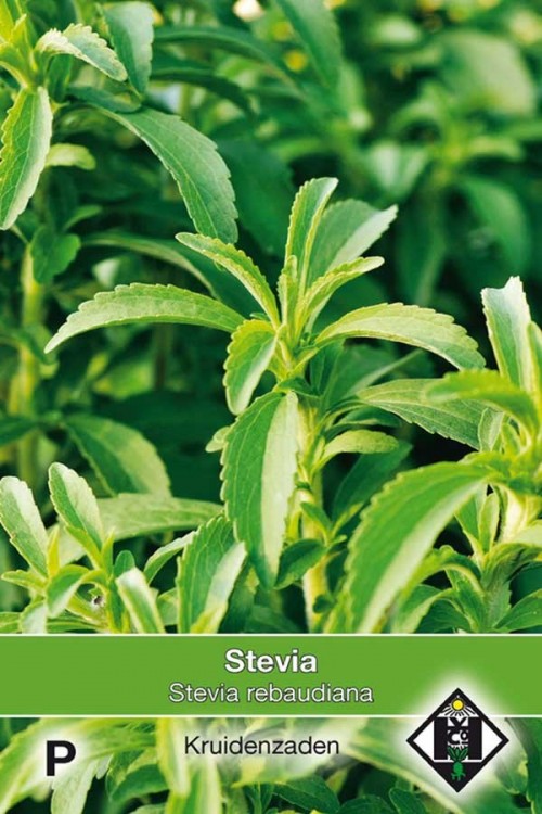 Stevia Rebaudiana