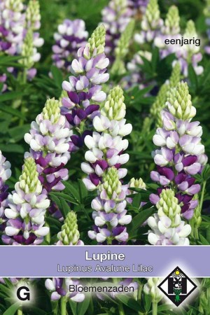 Avalune Lilac - Lupine zaden