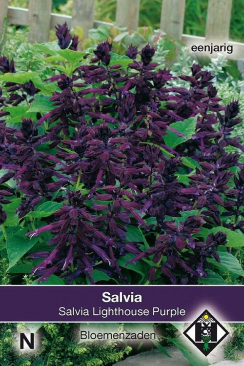 Lighthouse Purple -Salvia splendens seeds