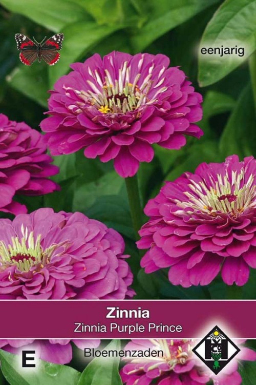 Purple Prince Zinnia seeds