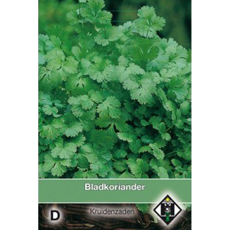 Bladkoriander Koriander zaden Coriander kopen? Tuinzaden.eu
