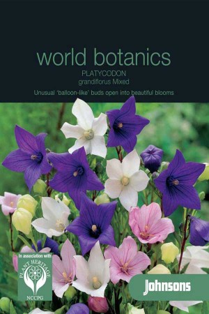 Platycodon Grandiflora - Ballonplant zaden