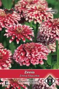 Mazurkia Zinnia seeds