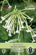 White Flowering Tobacco - Nicotiana seeds