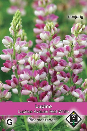 Lupine (Lupinus) Avalune Red-White 