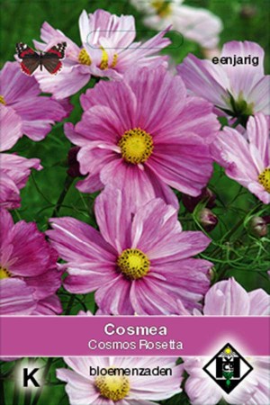 Cosmos (Cosmea) Rosetta