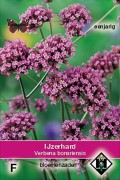 Verbena bonariensis - IJzerhard zaden