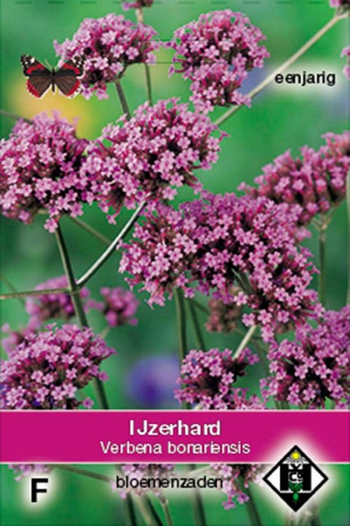 Verbena bonariensis - Vervain seeds