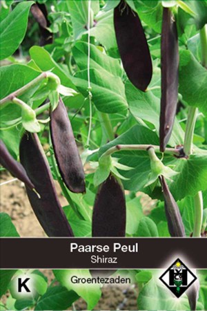 Sugar Peas Shiraz Purple Pod