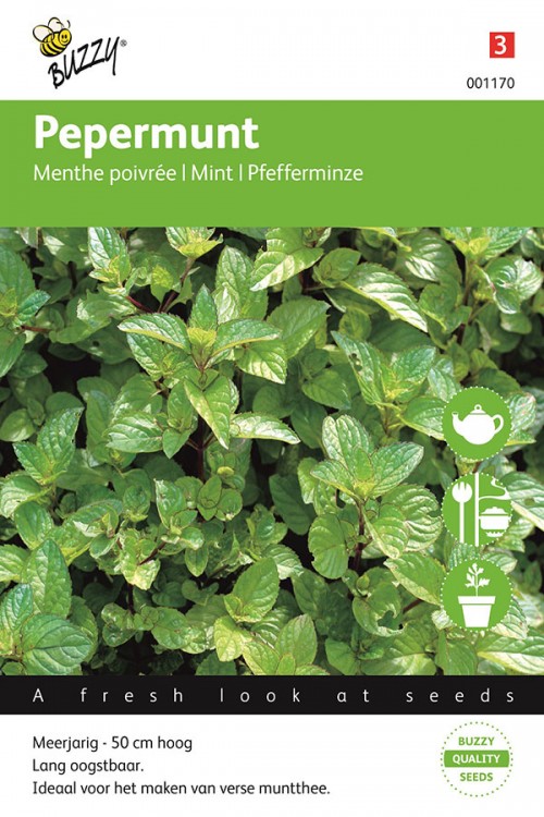 Mentha piperita 'Chocolate' | De Tuinen van