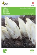Brussels Mechelse White Chicory