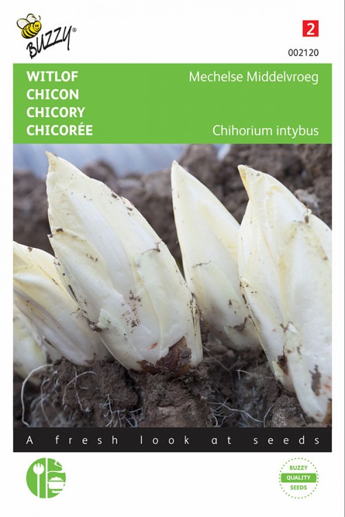 Brussels Mechelse White Chicory seeds
