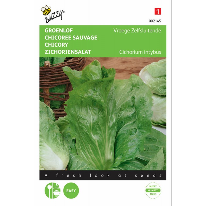 Pan Di Zucchero Green Chicory Vegetable seeds • Tuinzaden.eu