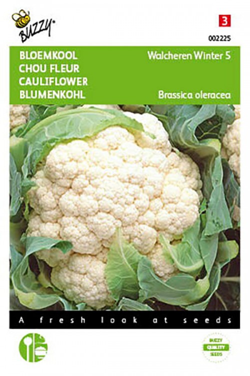 Walcheren Winter 5 cauliflower seeds