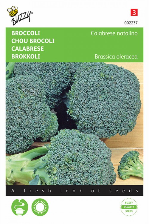 Calabrese natalino Broccoli zaden