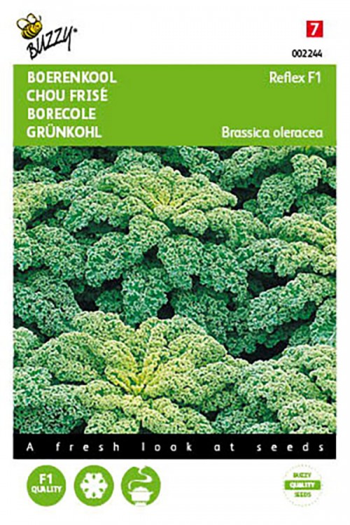 Reflex F1 Borecole Kale seeds