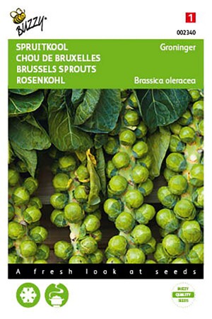 Groninger Brussels Sprouts seeds