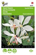 Sparkle White - Gaura seeds