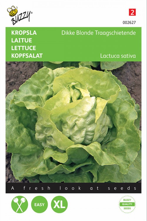 Grosse Blonde Paresseuse Lettuce seeds