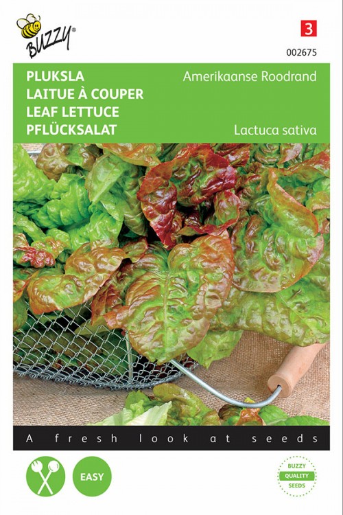 Amerikaanse Roodrand Pluksla zaden