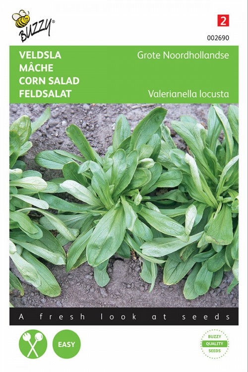 Grote Noordhollandse Dutch Corn Salad