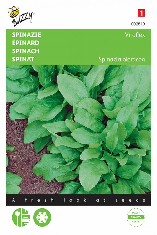 Winter giants spinach seeds