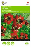 Red Phaesants Eye - Adonis seeds