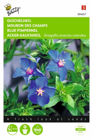 Blue Pimpernel