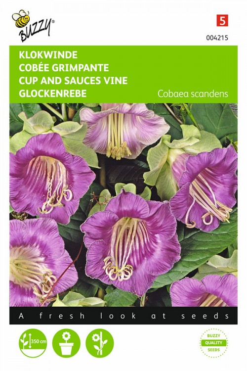 Cup and Saucer Vine - Cobaea scandens seeds