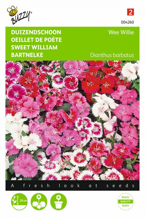Wee Willie - Sweet William seeds