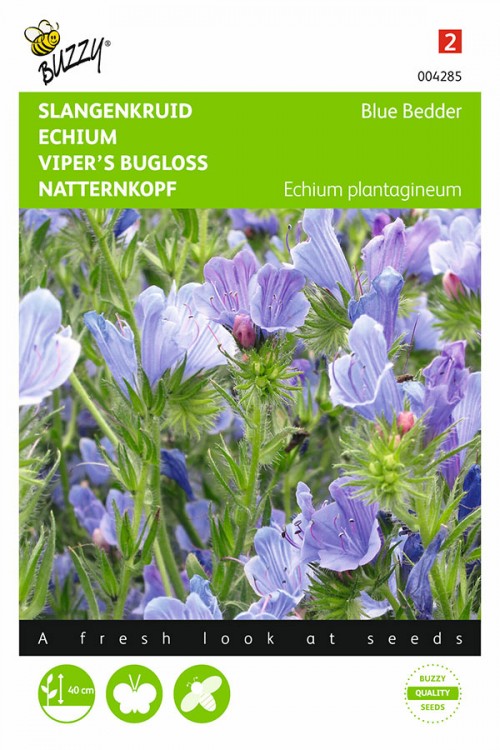Blue Bedder Viper's Bugloss Echium seeds
