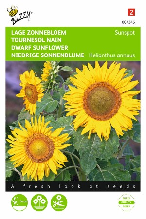 Sunspot Sunflower Helianthus seeds