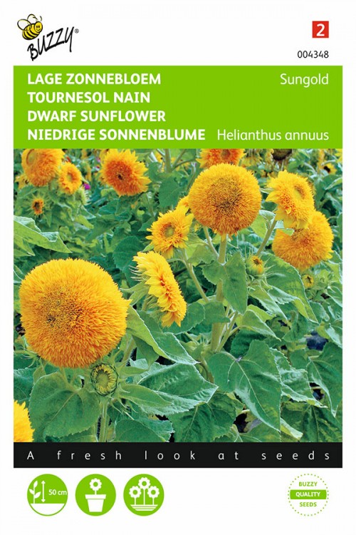 Sungold Sunflower Helianthus seeds