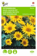 Pacino Dwarf Sunflower Helianthus seeds