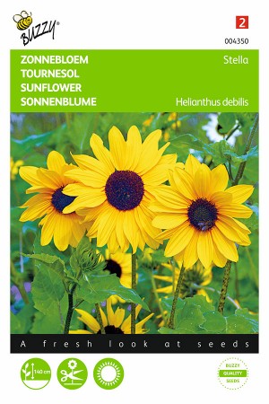 Stella Sunflower Helianthus...