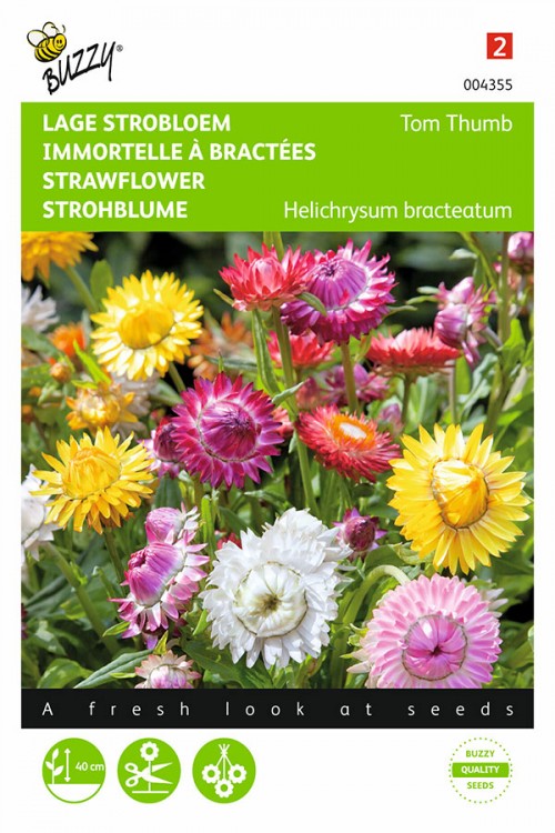 Mixed Dwarf Strawflower Helipterum Flower seeds • Tuinzaden.eu