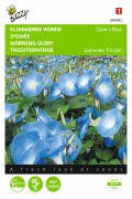 Clarks Blue Morning Glory - Ipomoea seeds