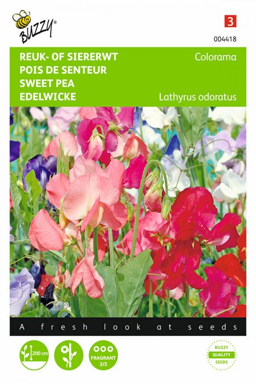 Colorama Sweet pea Lathyrus seeds
