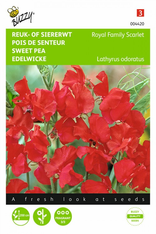 Royal Family Red Sweet pea Lathyrus seeds