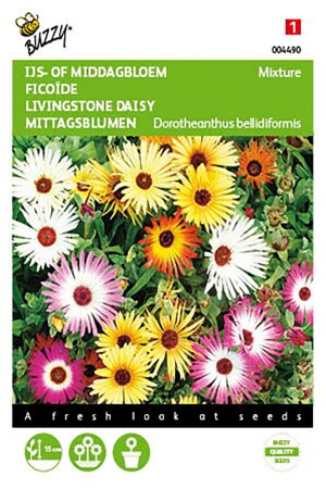 Livingstone Daisy mixed