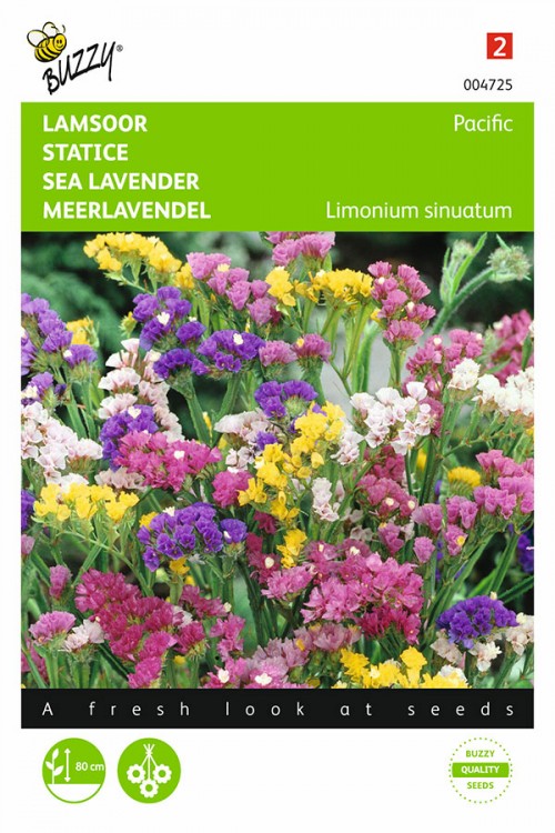 Pacific Statice - Sea lavender seeds