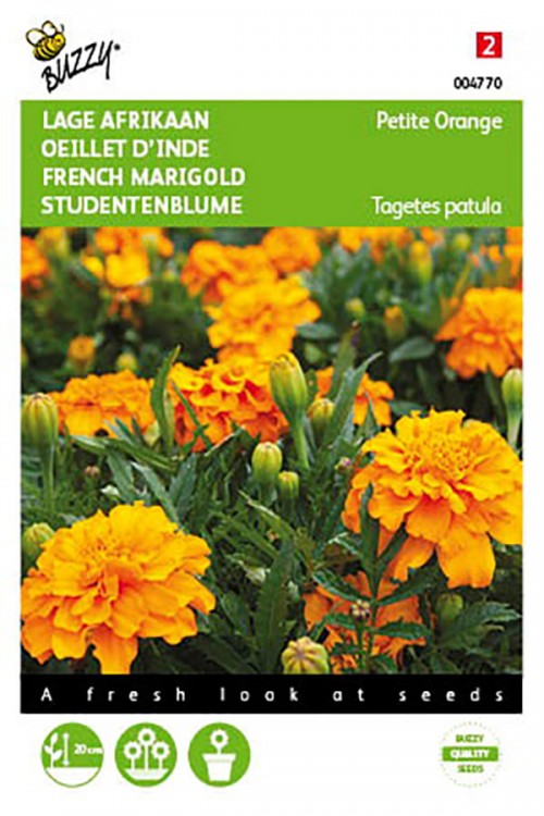 Petite Orange French Marigold Tagetes seeds