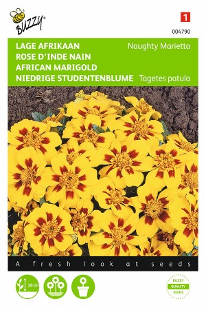 Naughty Marietta French Marigold Tagetes seeds